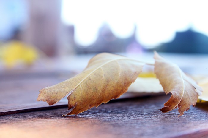Close-up of dry autumn leaves on a wooden surface