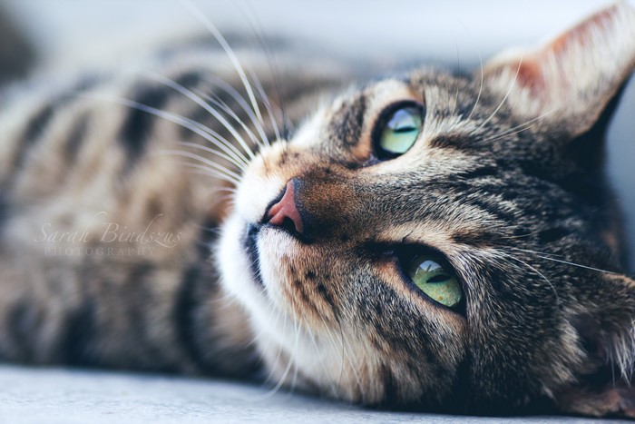 Close-up of a tabby cat with green eyes