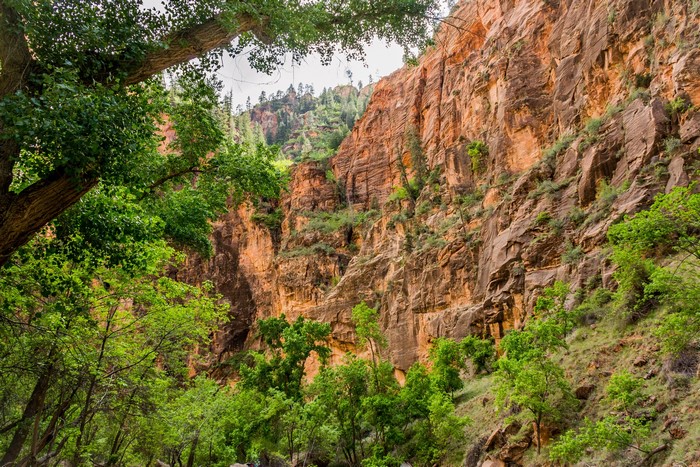 Trees in front of a rocky canyon wall