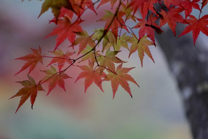 Autumn Maple Leaves on Branches
