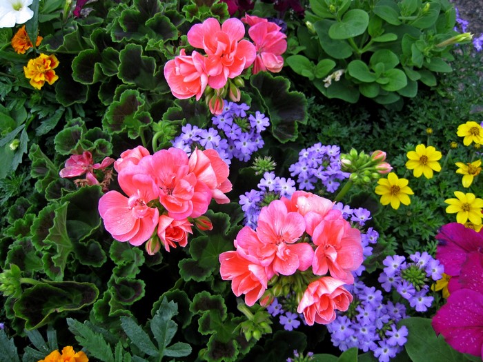 Pink Geraniums and Purple Verbena Flowers