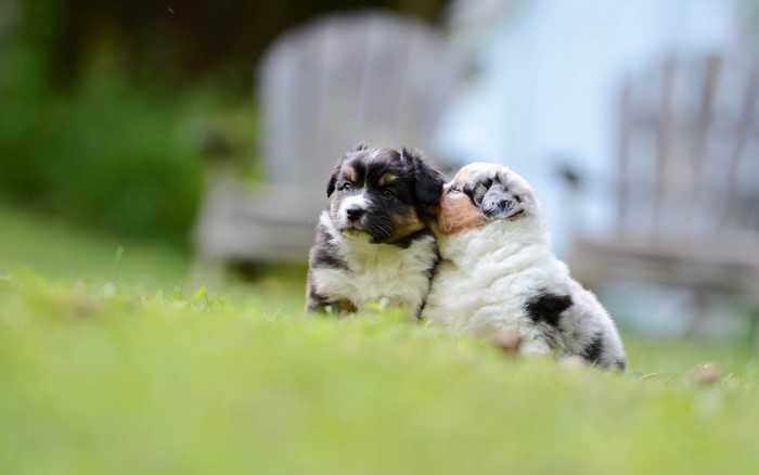 Two Australian Shepherd puppies on grass