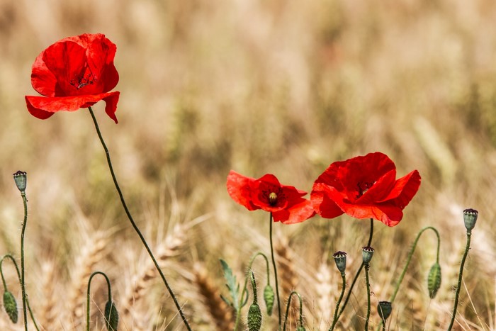 Red poppies in a wheat field