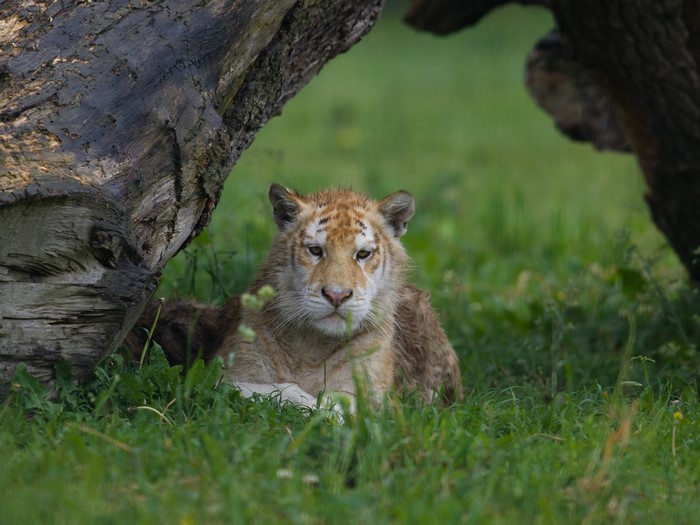 Tiger cub lying in grass near trees