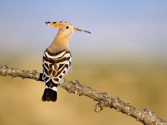 Eurasian Hoopoe bird perched on a branch