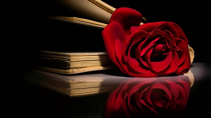 Red rose on books with reflection