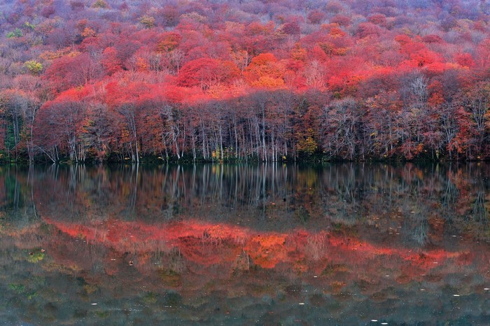 Autumn forest reflected in a lake