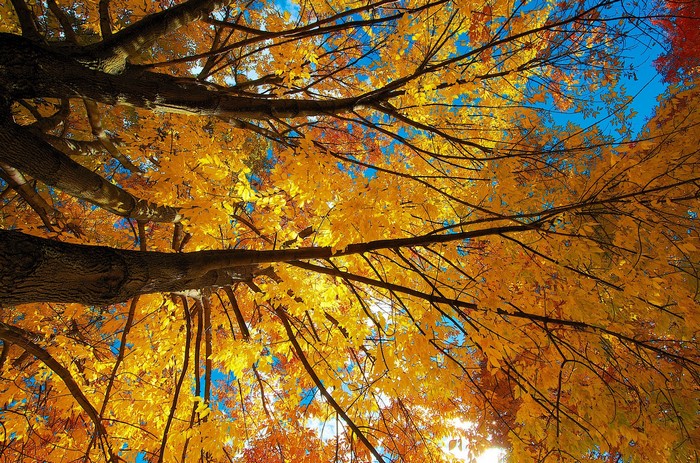 Autumn tree branches with yellow and orange leaves