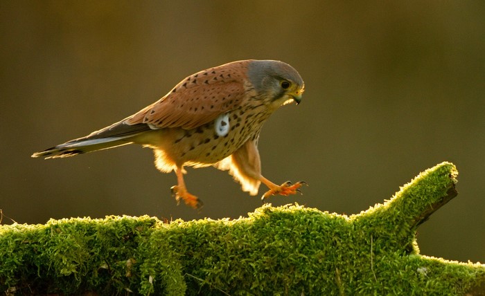 Kestrel bird landing on mossy branch