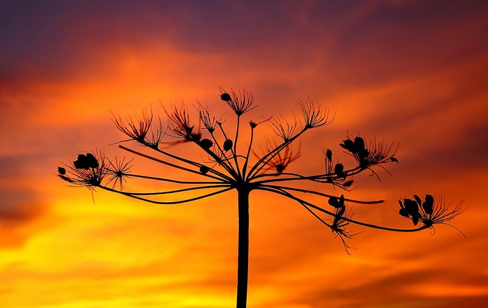 Silhouette of a plant against a sunset sky