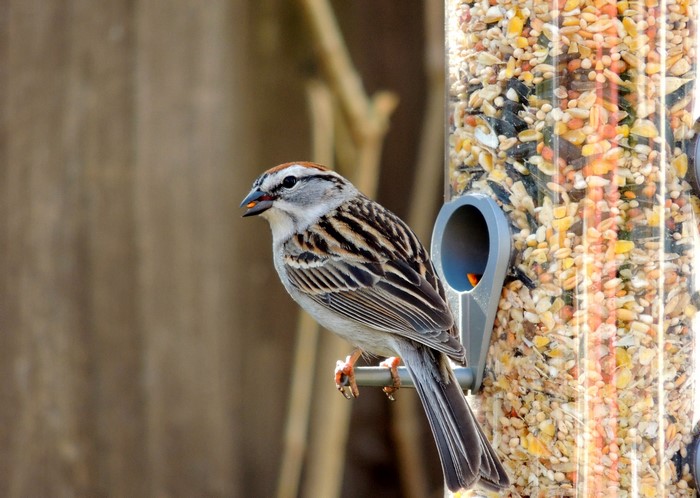 Chipping Sparrow on a Bird Feeder