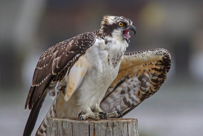 Osprey bird perched on a wooden post