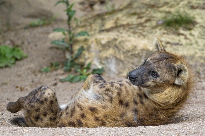 Spotted hyena lying on the ground