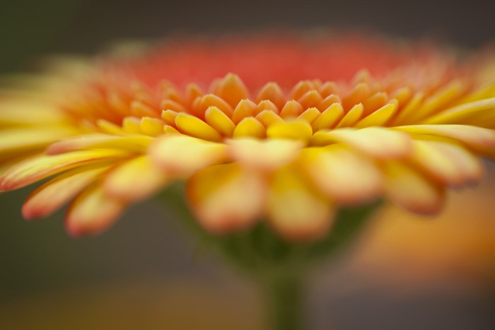 Close-up of an orange and yellow Gerbera flower