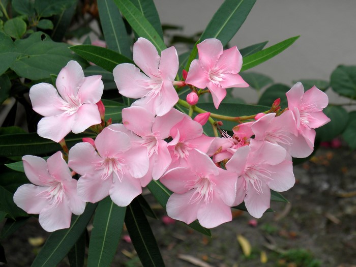 Pink Oleander flowers with green leaves