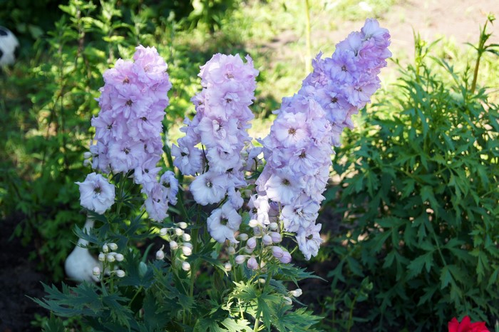 Close-up of light purple Delphinium flowers