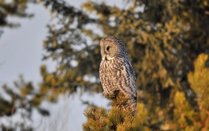 Great Gray Owl perched on a pine tree