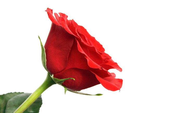 Red Rose