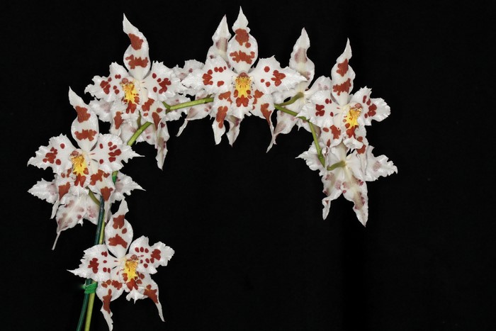 4K Orchid Closeup