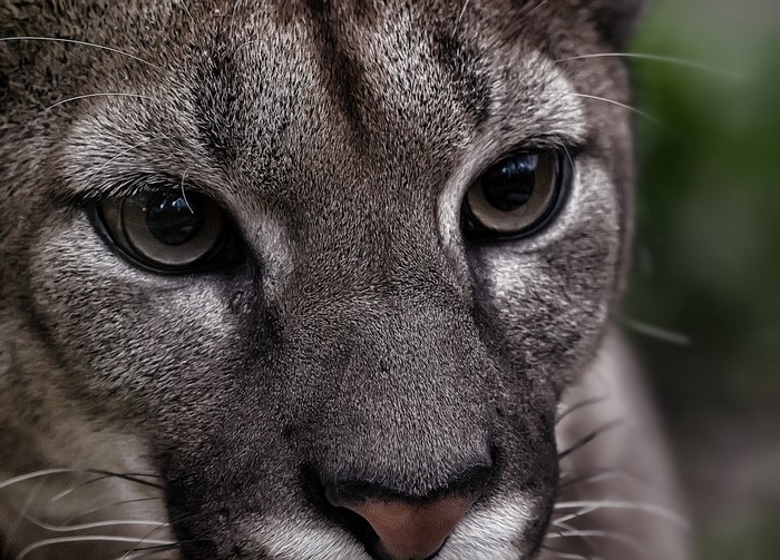 Close-up of a Puma's Face and Eyes