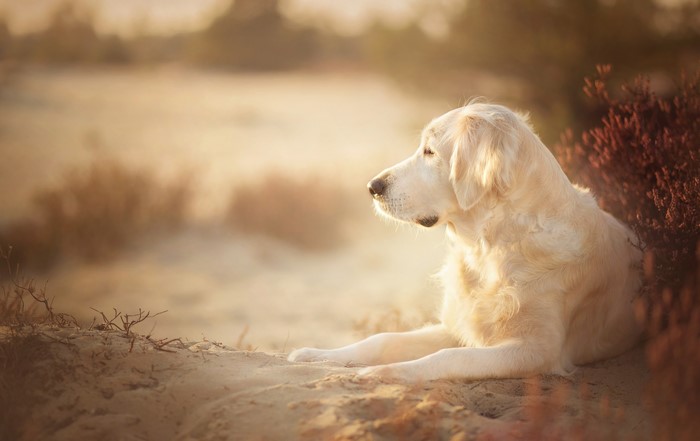 Golden Retriever dog lying on sand