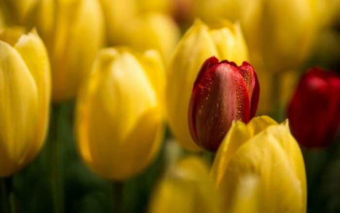 Yellow and red tulips with water droplets
