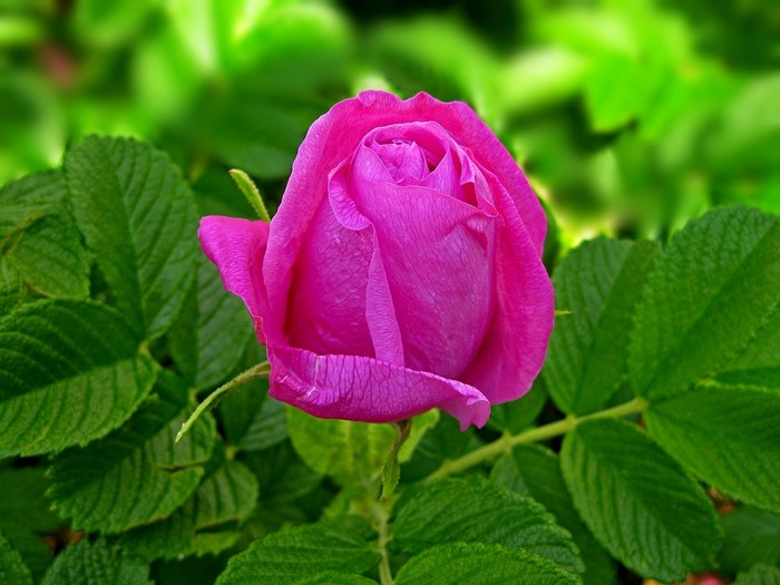 Pink rose bud with green foliage