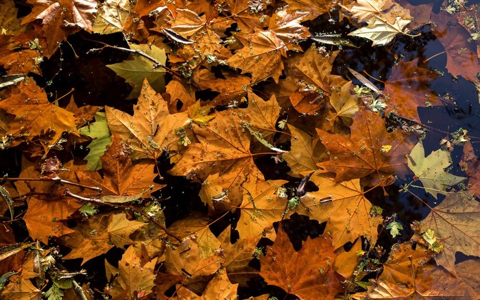 Autumn leaves floating on water