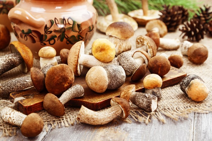 4K Mushrooms Closeup