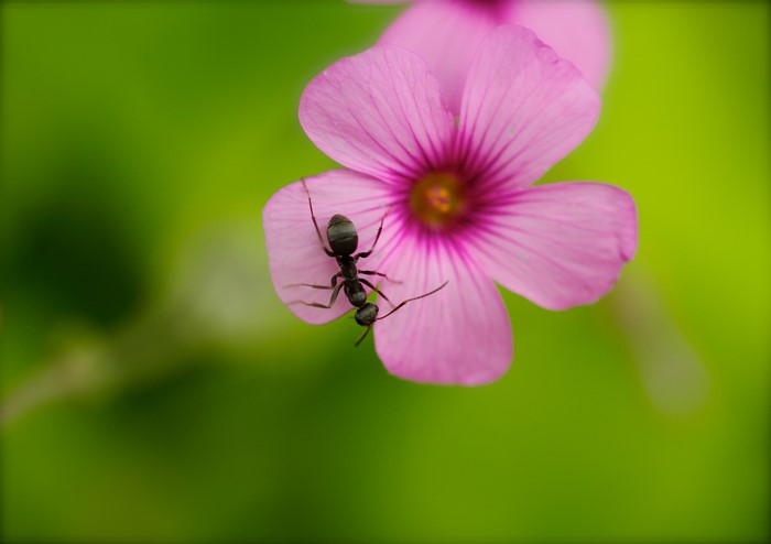 Ant on a pink flower