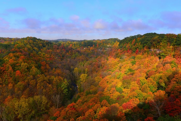 Autumn forest with colorful trees and a river