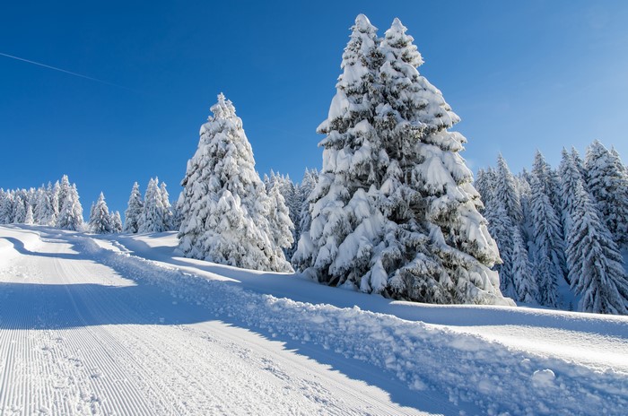4K Winter Snow Covered Trees on a Ski Slope