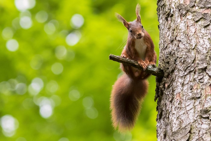 Red squirrel on a tree branch with green background
