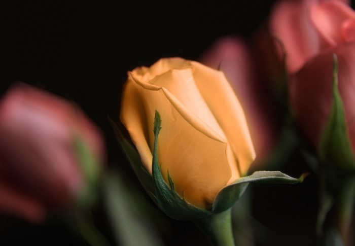 Orange rose bud with pink roses in background