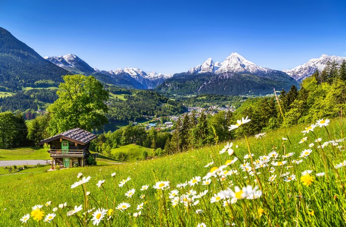 Bavarian Alps Scenery with Watzmann Mountain and Chamomiles