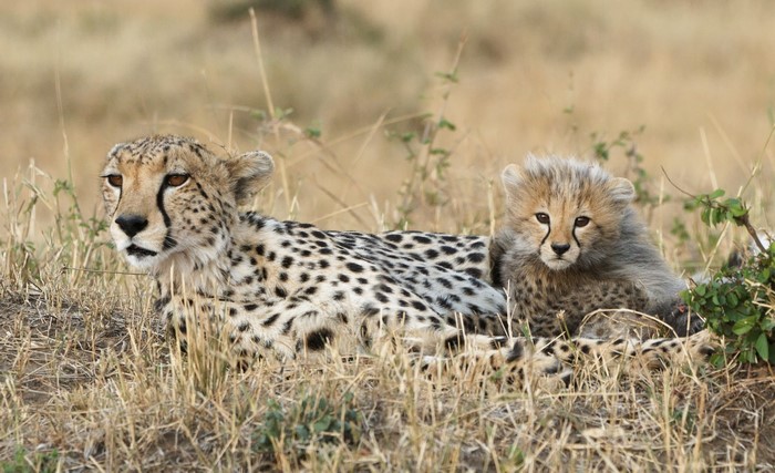 Mother cheetah and cub resting in dry grass