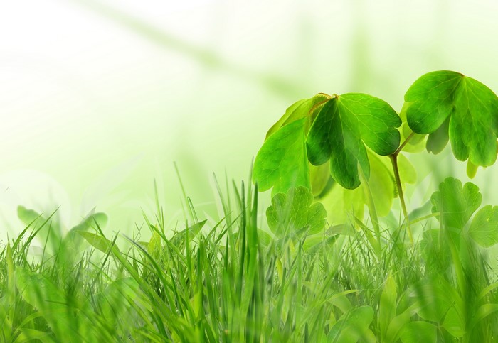 Green grass and leaves with soft light