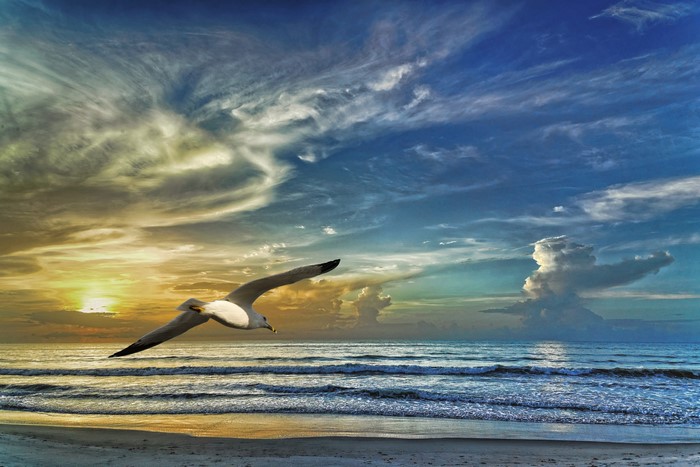 Seagull flying over the sea at sunset