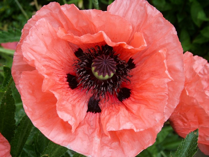 Close-up of a pink poppy flower