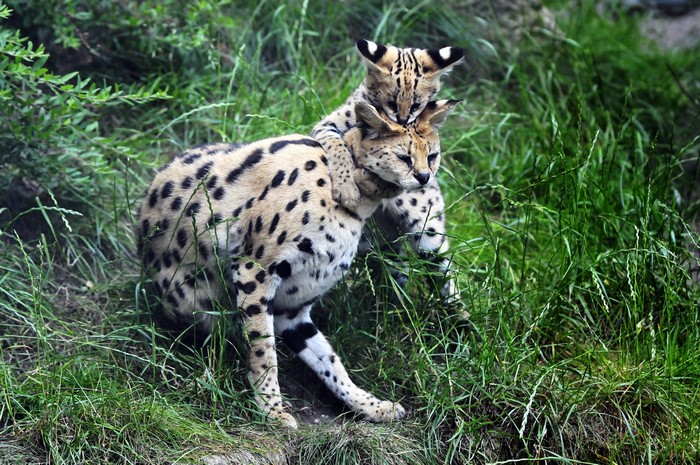 Serval mother and cub playing in grass
