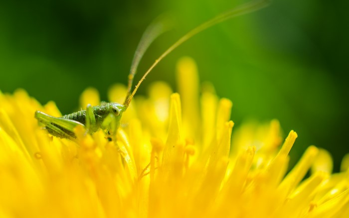 Green grasshopper on a yellow dandelion flower