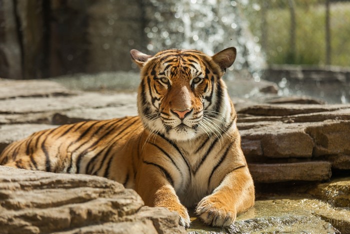 Tiger resting on rocks near waterfall
