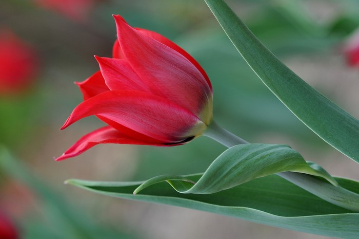 Red Tulip Flower