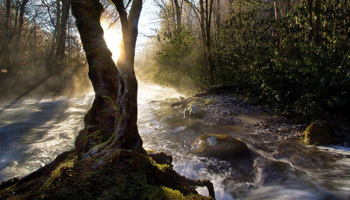 Sunlight streams through trees onto a misty river