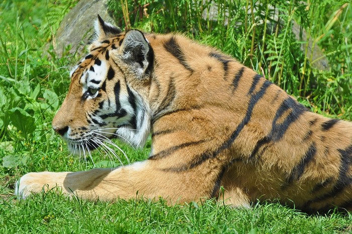 Tiger lying in green grass