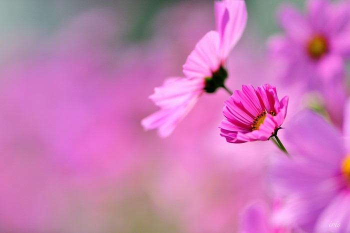 Pink Cosmos flowers in soft focus