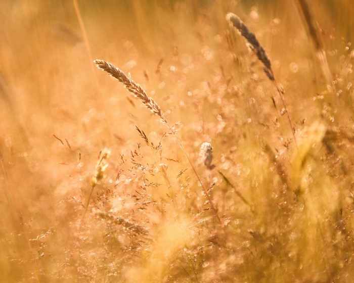 Golden grass in the sun