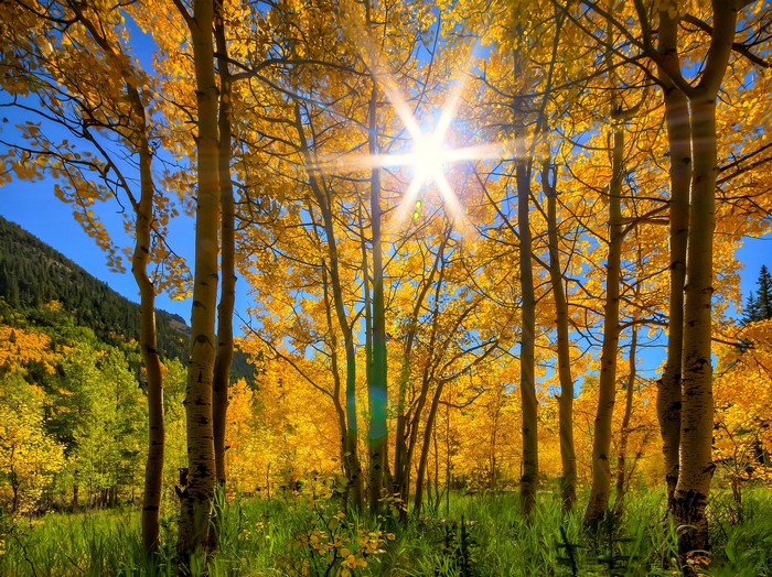 Sunlight shining through autumn trees