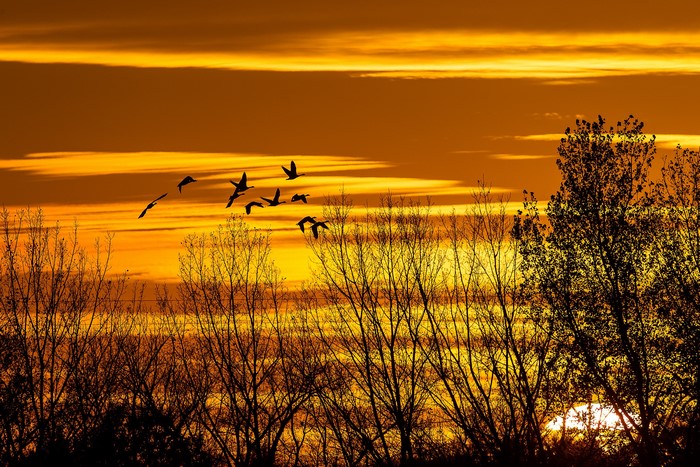 Birds flying at sunset with trees
