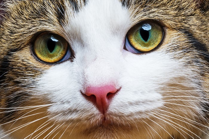 Close-up of a tabby and white cat's face